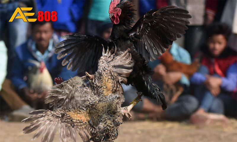 Chương trình khuyến mãi Net88 đã nhận được 88000 đánh giá - Net88
