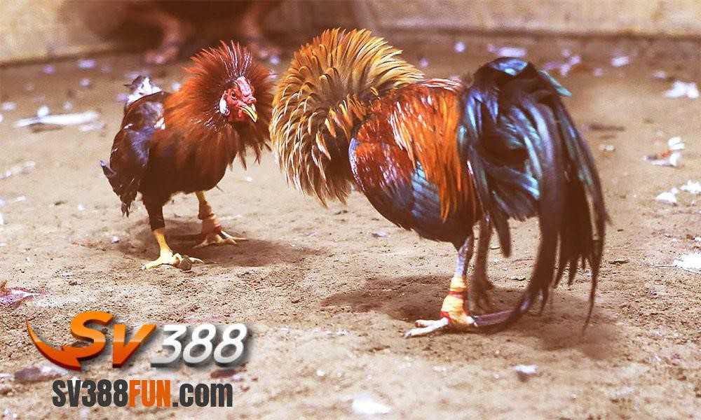 Tôi có thể tham gia một trang web chơi game trực tuyến cấp Mu8 bằng cách nào? - Mu8