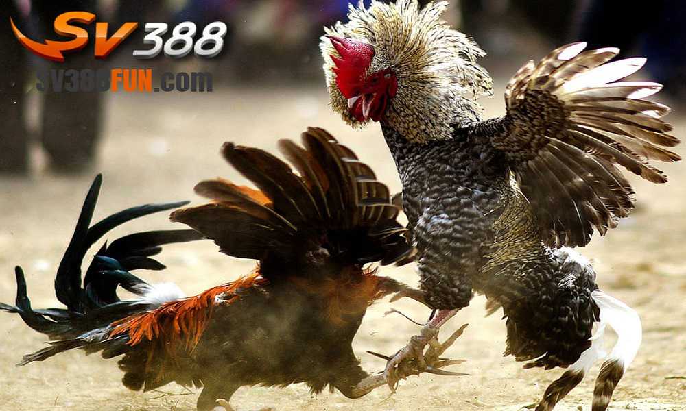 Hướng dẫn đăng ký thành viên trang web 33Win Games - 33Win